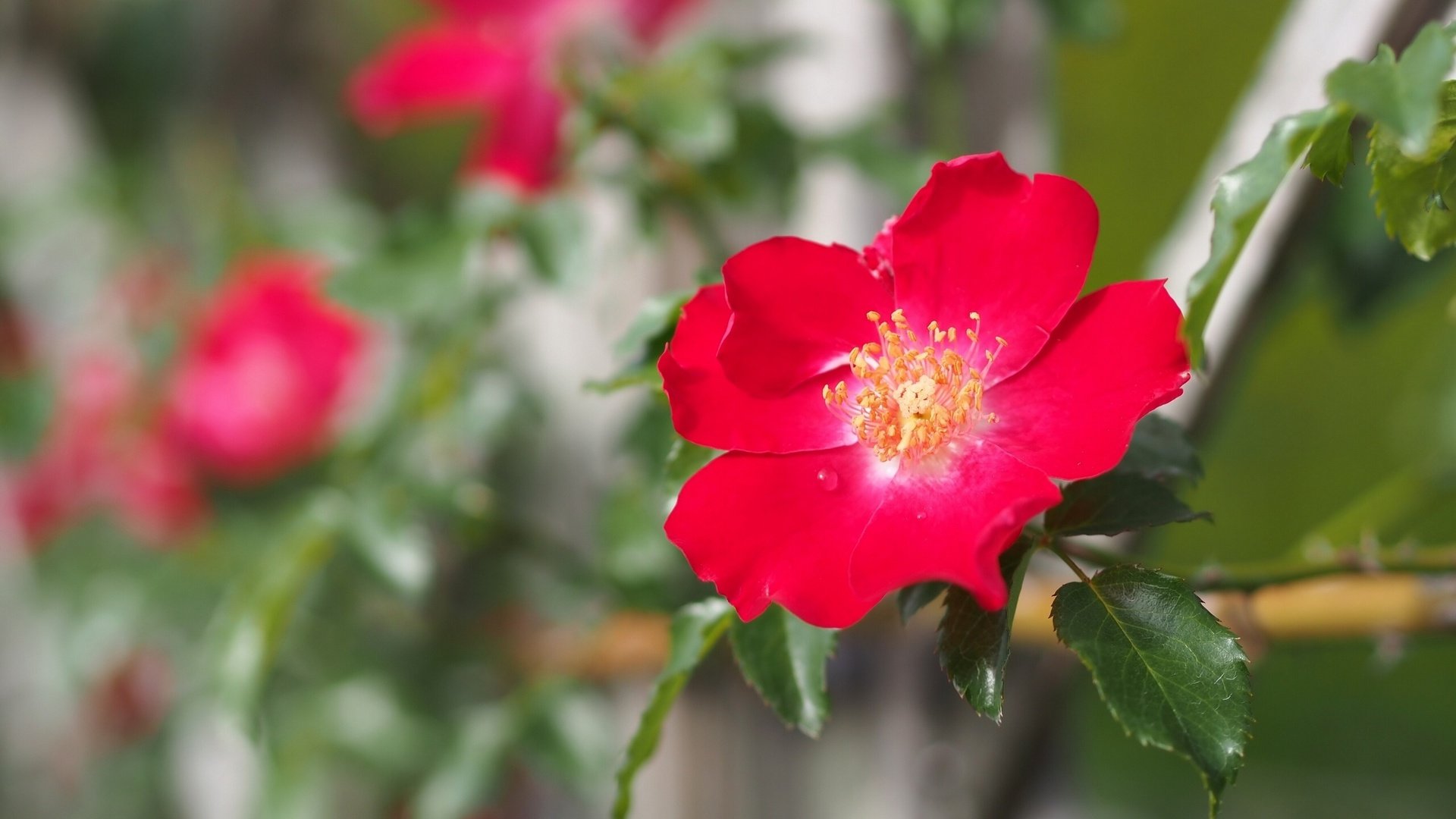 flower, Nature, Plant, Colorful, Beautiful, Flowers Wallpaper