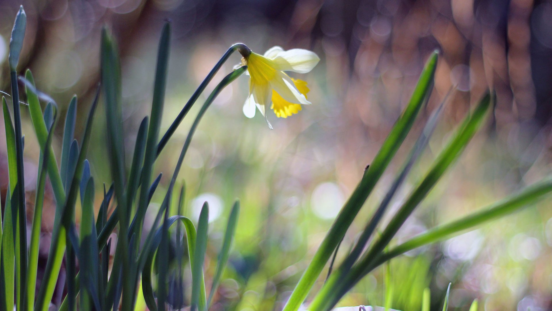 flower, Nature, Plant, Colorful, Beautiful, Flowers Wallpaper