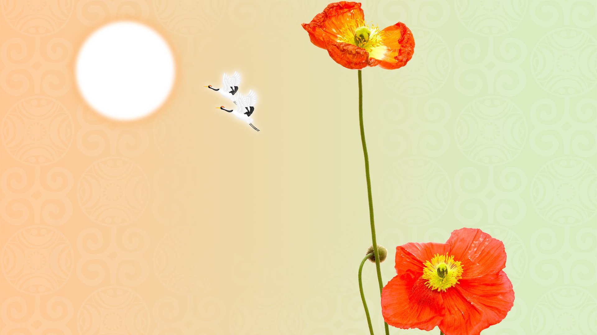 flower, Nature, Plant, Colorful, Beautiful, Flowers Wallpaper