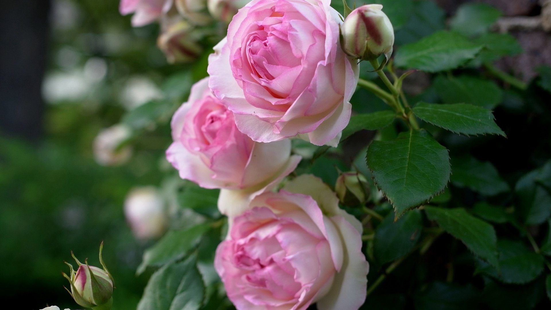 flower, Nature, Plant, Colorful, Beautiful, Flowers Wallpaper