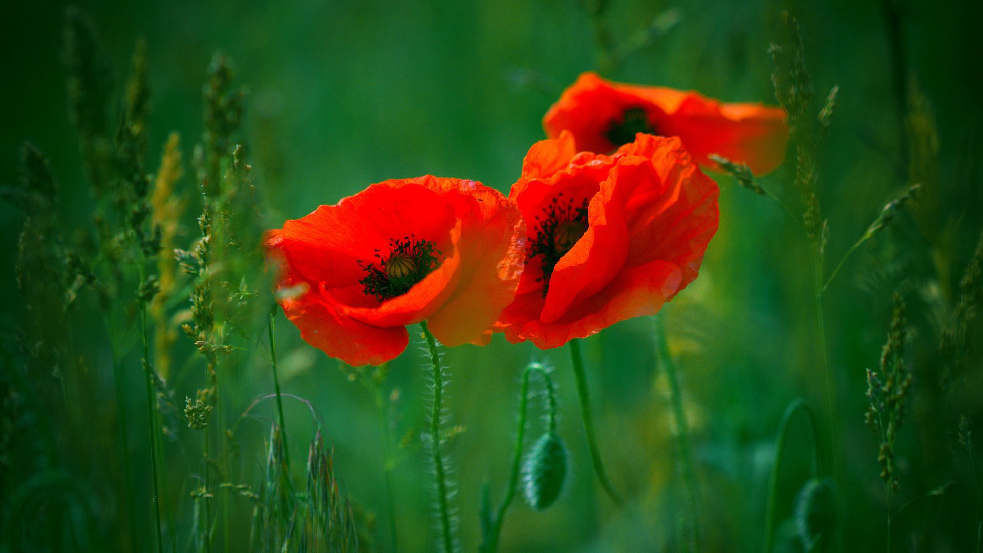 flower, Nature, Plant, Colorful, Beautiful, Flowers Wallpaper