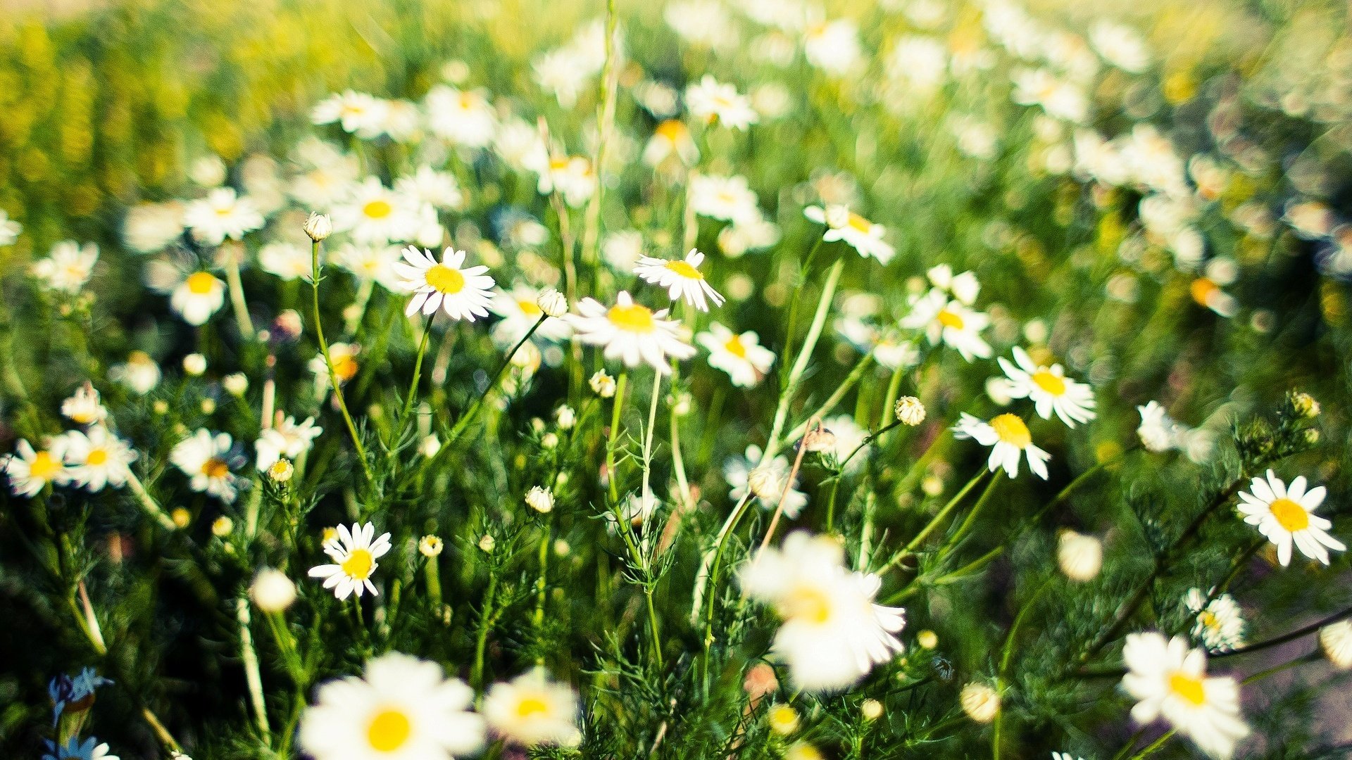 flower, Nature, Plant, Colorful, Beautiful, Flowers Wallpaper