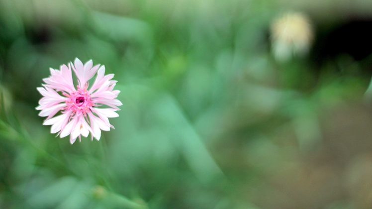 flower, Nature, Plant, Colorful, Beautiful, Flowers HD Wallpaper Desktop Background