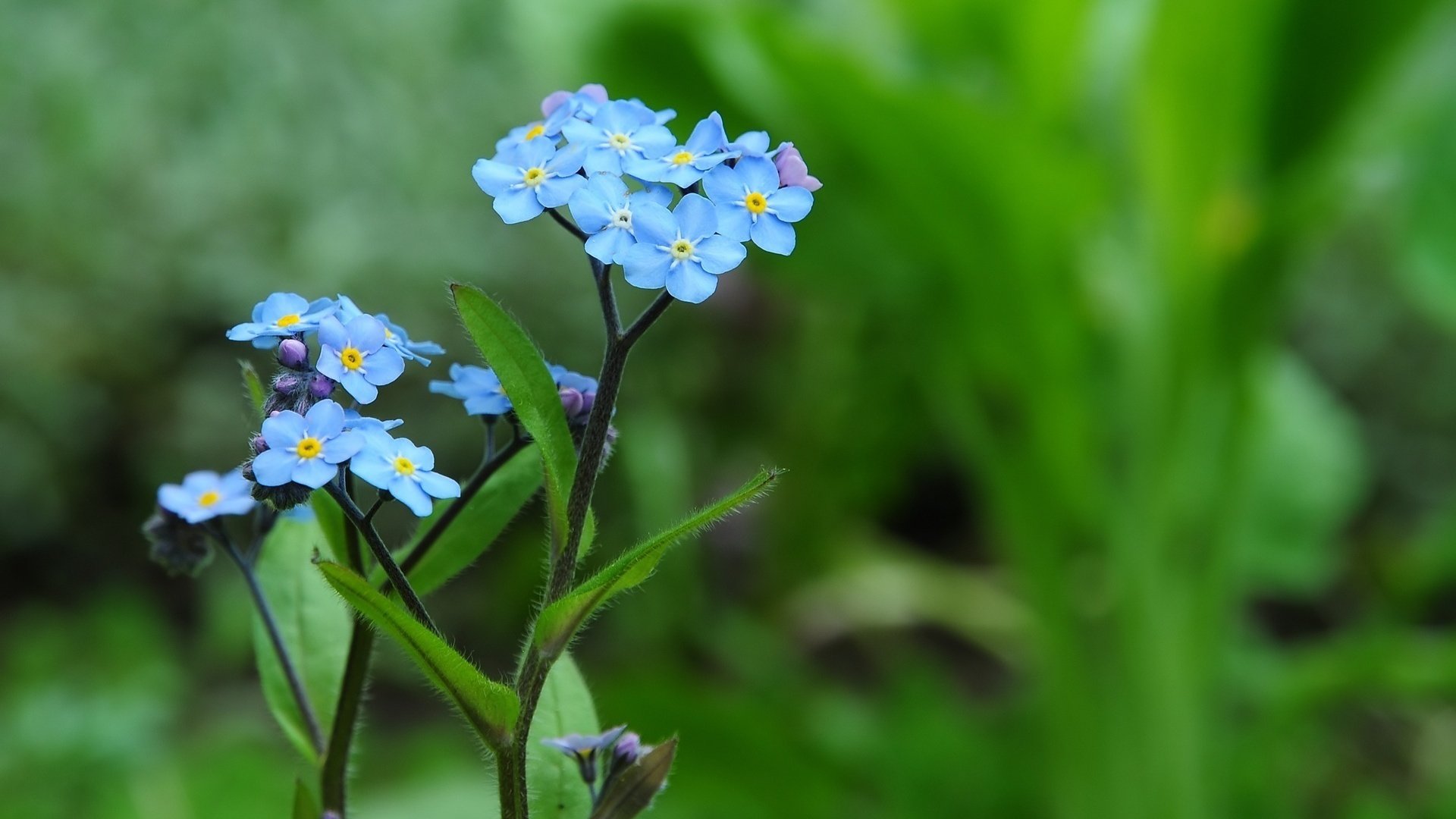 flower, Nature, Plant, Colorful, Beautiful, Flowers Wallpaper