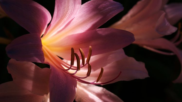 flower, Nature, Plant, Colorful, Beautiful, Flowers HD Wallpaper Desktop Background
