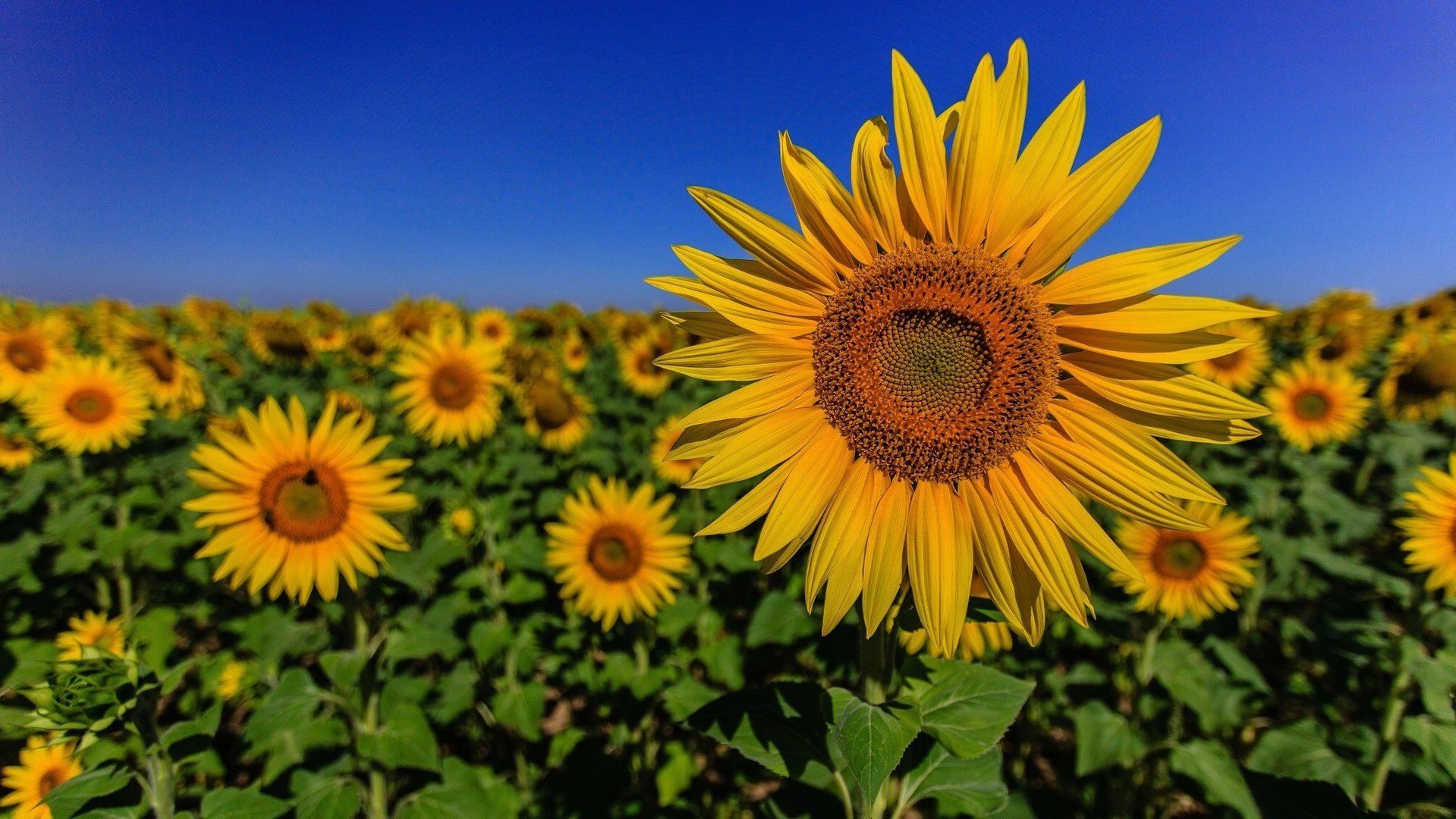 flower, Nature, Plant, Colorful, Beautiful, Flowers Wallpaper