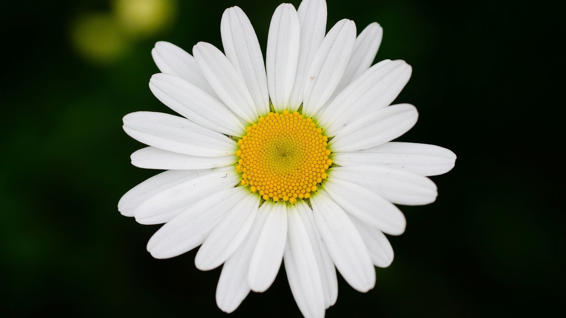 flower, Nature, Plant, Colorful, Beautiful, Flowers Wallpaper
