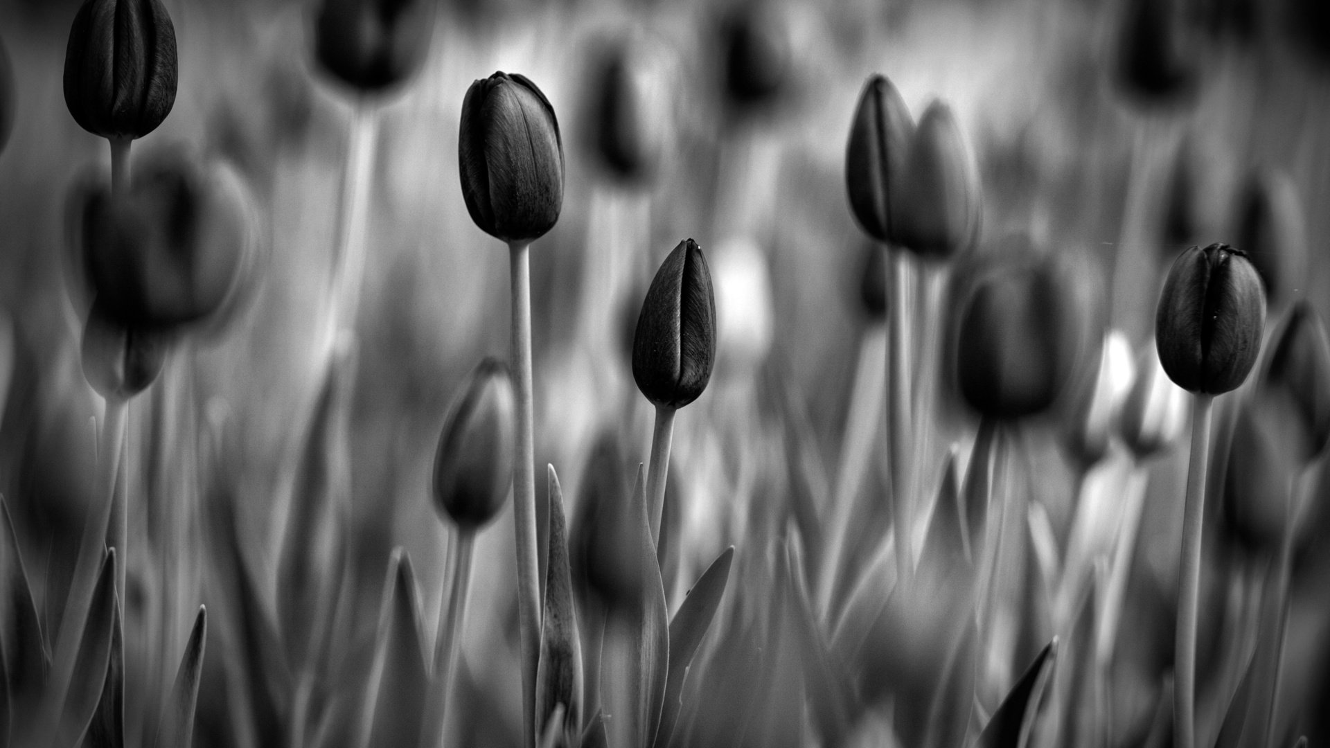 flower, Nature, Plant, Colorful, Beautiful, Flowers Wallpaper