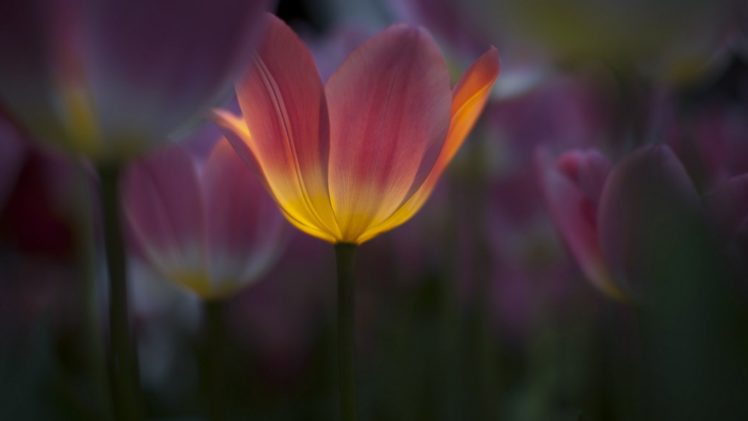 flower, Nature, Plant, Colorful, Beautiful, Flowers HD Wallpaper Desktop Background