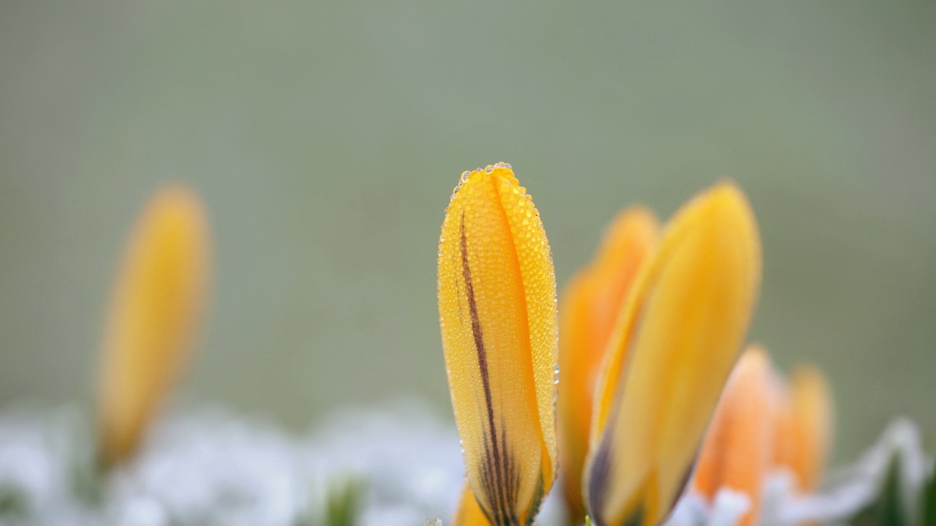 flower, Nature, Plant, Colorful, Beautiful, Flowers Wallpaper