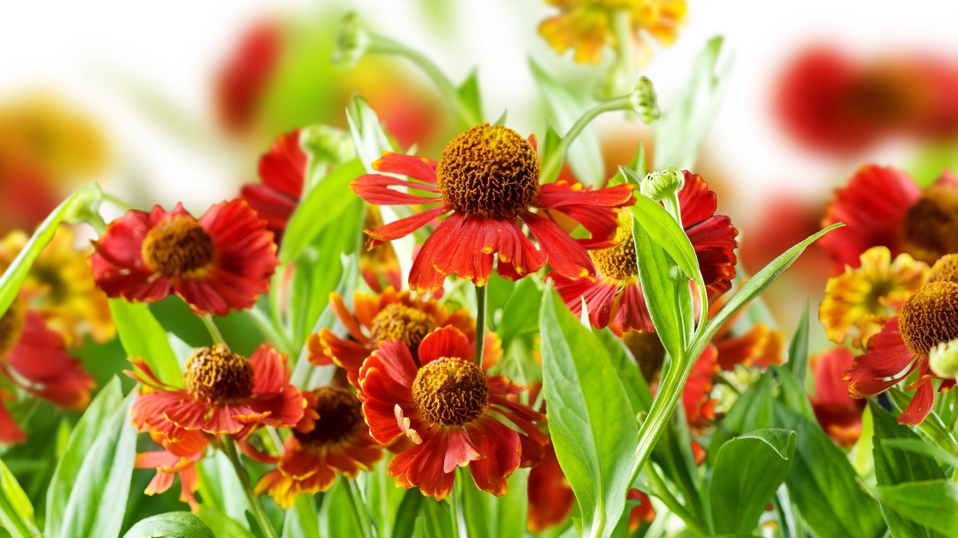 flower, Nature, Plant, Colorful, Beautiful, Flowers Wallpaper