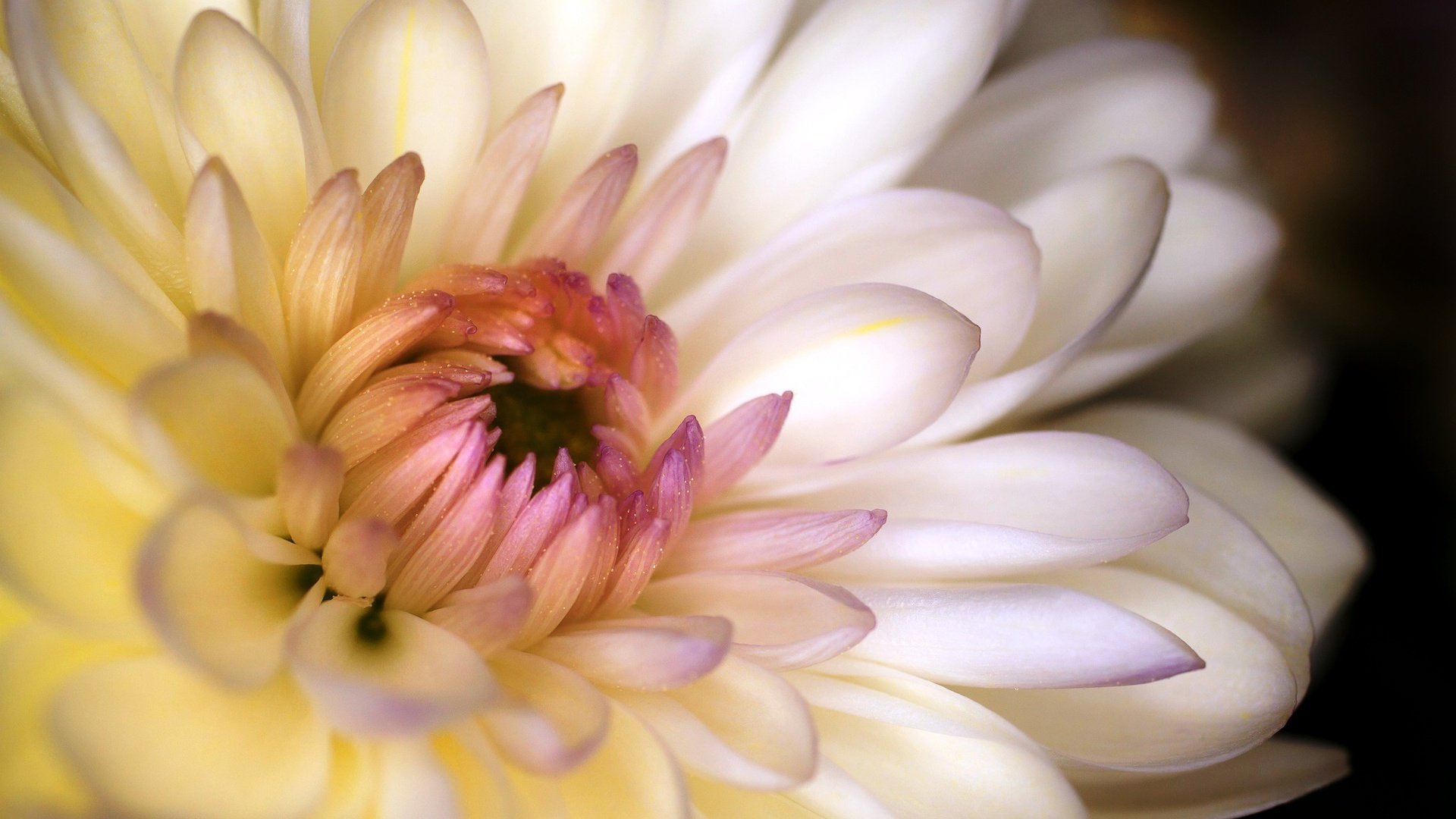 flower, Nature, Plant, Colorful, Beautiful, Flowers Wallpaper