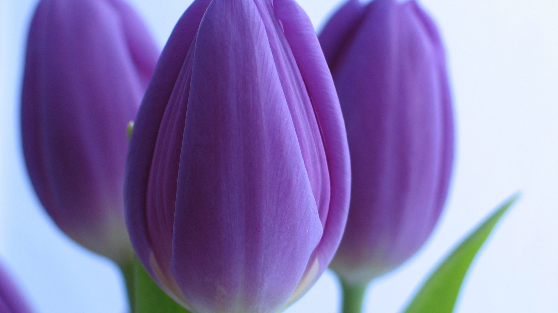 flower, Nature, Plant, Colorful, Beautiful, Flowers Wallpaper