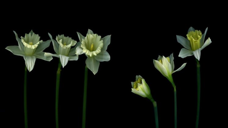 flower, Nature, Plant, Colorful, Beautiful, Flowers HD Wallpaper Desktop Background