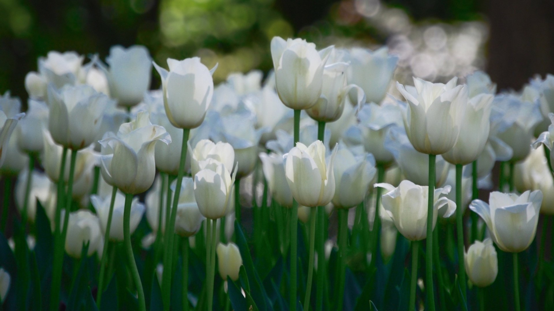 flower, Nature, Plant, Colorful, Beautiful, Flowers Wallpaper