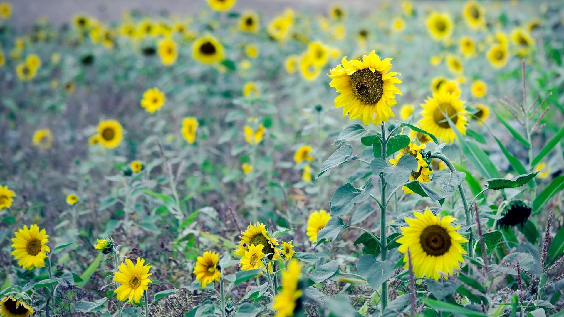 flower, Nature, Plant, Colorful, Beautiful, Flowers Wallpaper