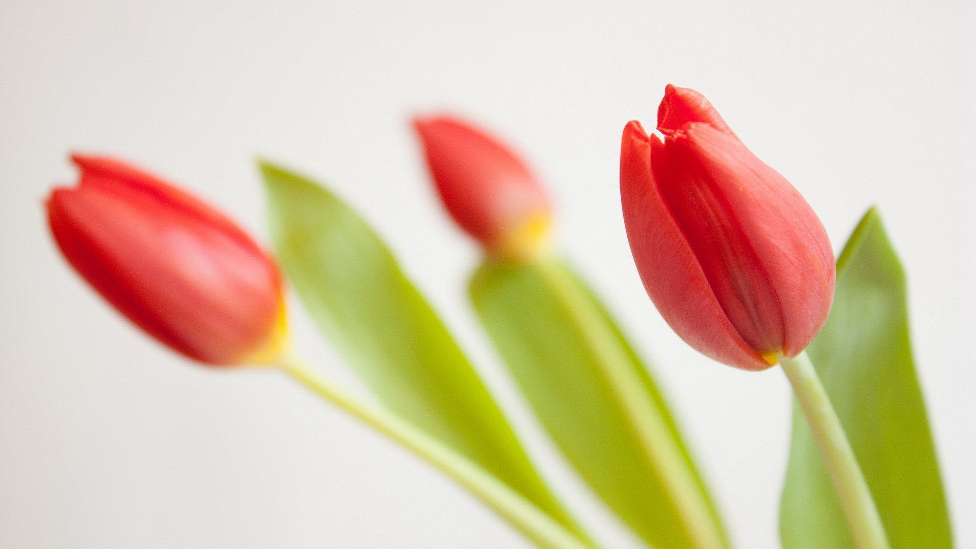 flower, Nature, Plant, Colorful, Beautiful, Flowers Wallpaper