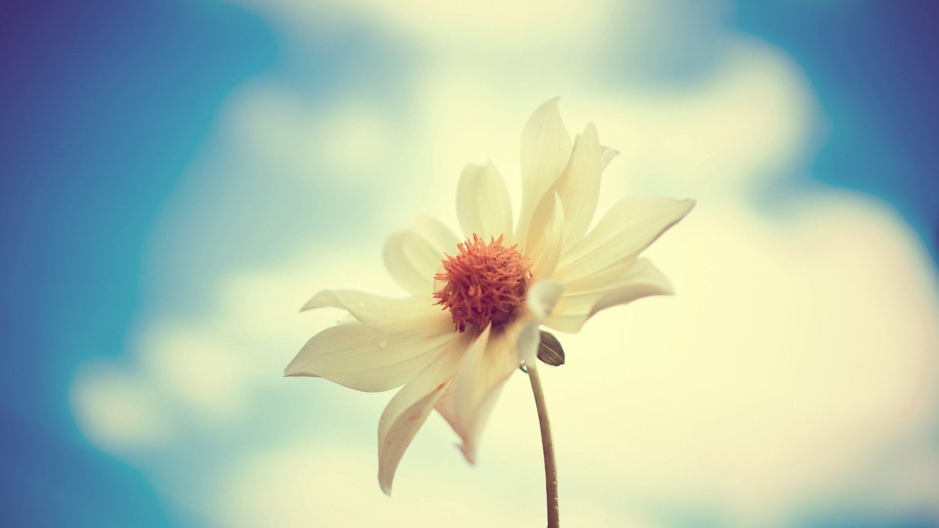 flower, Nature, Plant, Colorful, Beautiful, Flowers Wallpaper