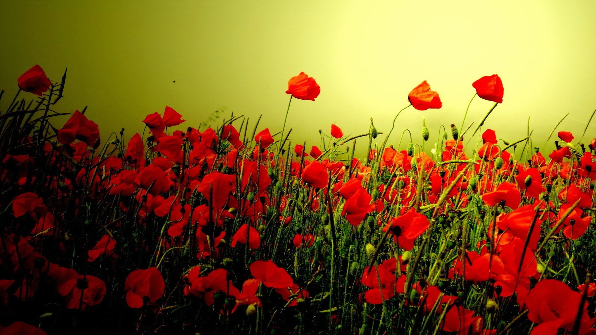 flower, Nature, Plant, Colorful, Beautiful, Flowers Wallpaper