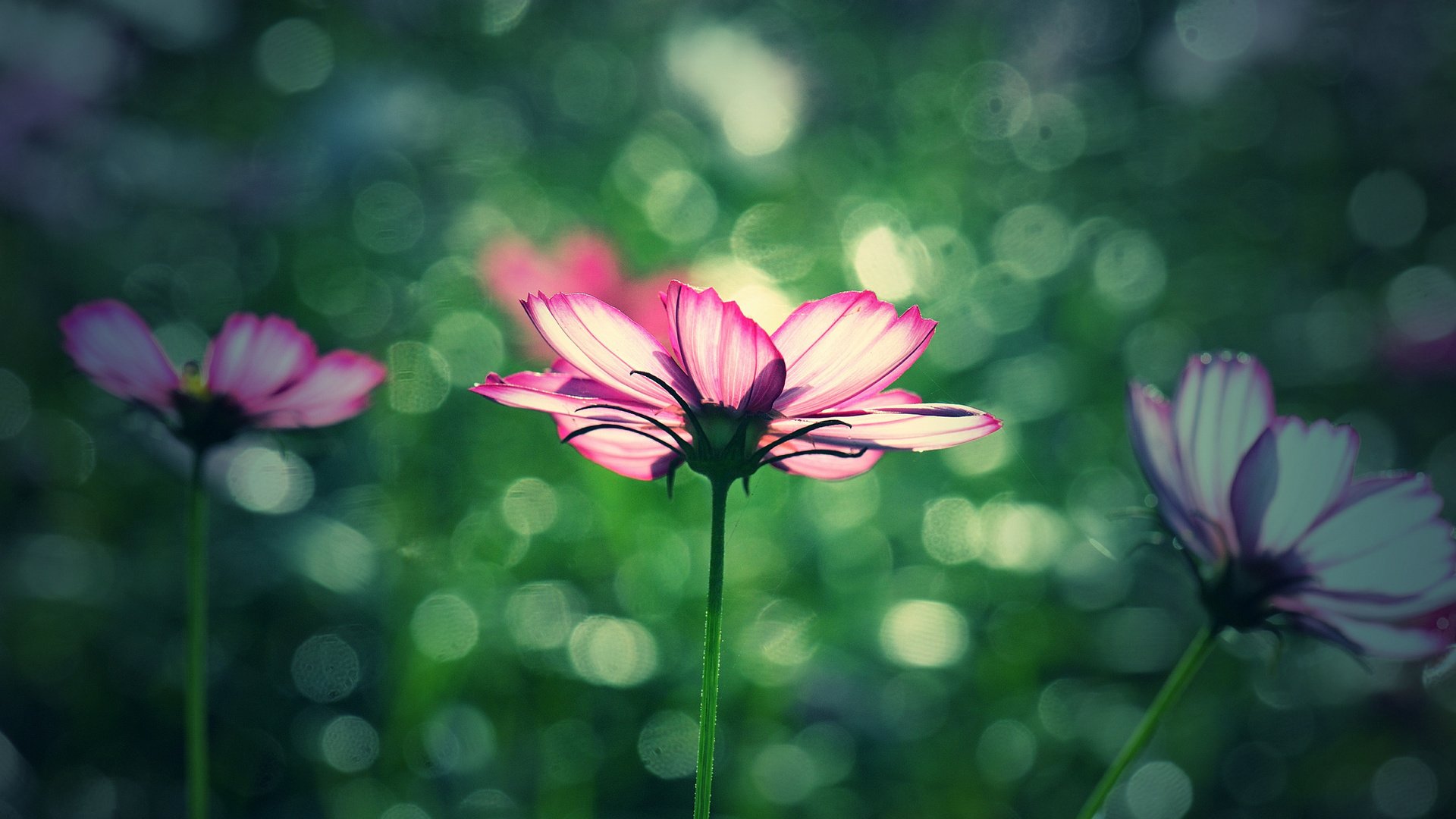 flower, Nature, Plant, Colorful, Beautiful, Flowers Wallpaper