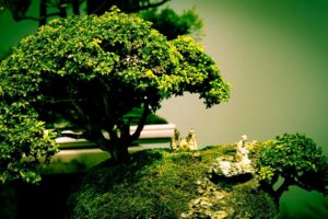 bonsai,  , Miniature, Nature