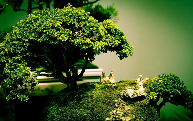 bonsai,  , Miniature, Nature HD Wallpaper Desktop Background