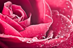 pink, Rose