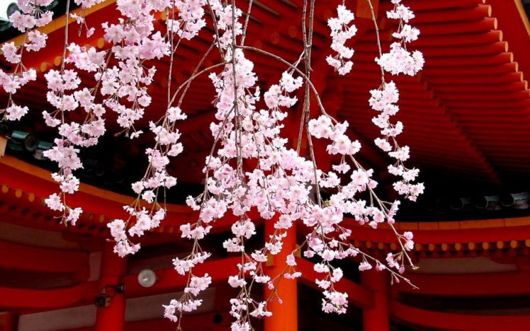 japan, Cherry, Blossoms, Flowers, Spring,  season , Asian, Architecture HD Wallpaper Desktop Background