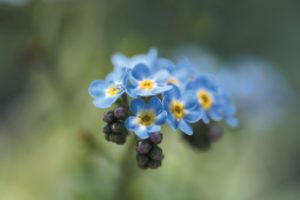 nature, Flowers, Forget me nots