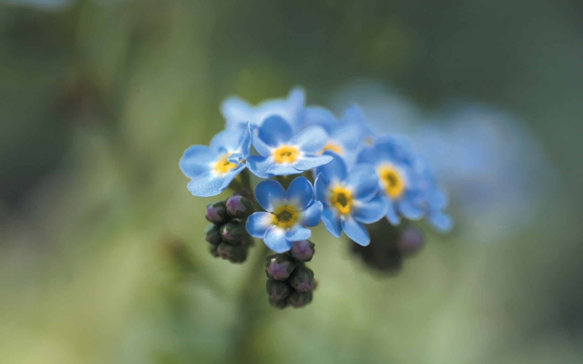 nature, Flowers, Forget me nots Wallpaper