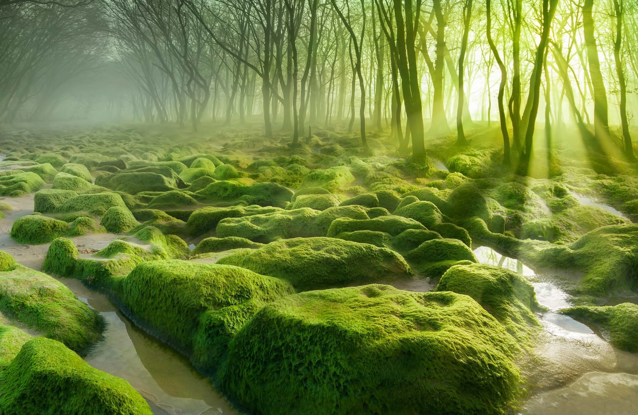 landscape, Nature, Forest, Trees, Swamp, Water, Mist, Mor Wallpaper