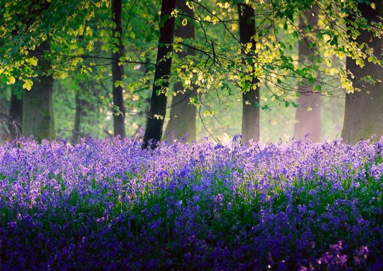 trees, Flowers, Spring, May, Fores HD Wallpaper Desktop Background