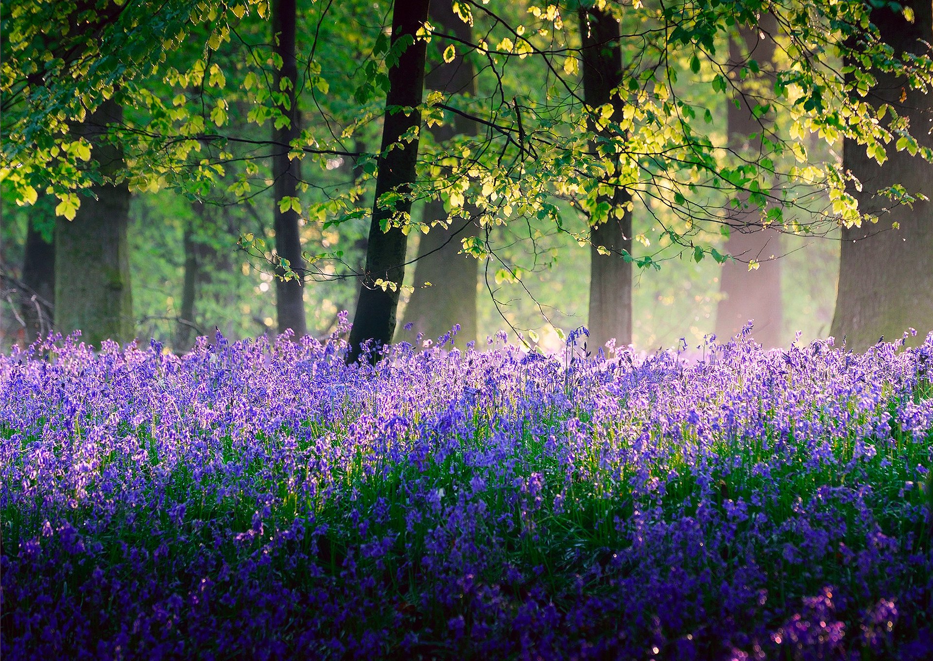 trees, Flowers, Spring, May, Fores Wallpaper