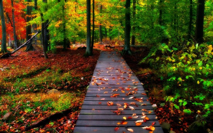 autumn, Forest HD Wallpaper Desktop Background