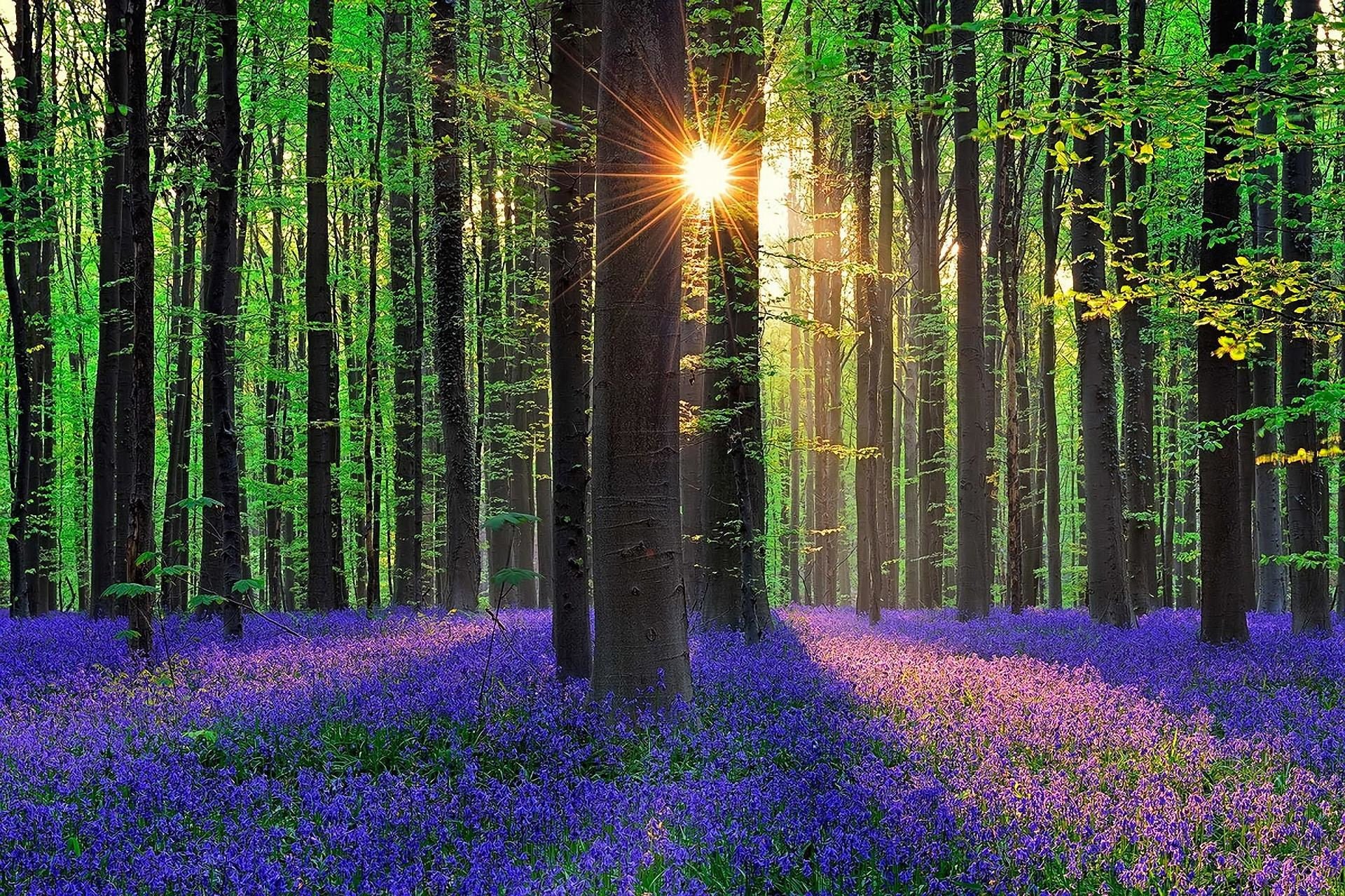 forest, Trees, Flowers Wallpaper