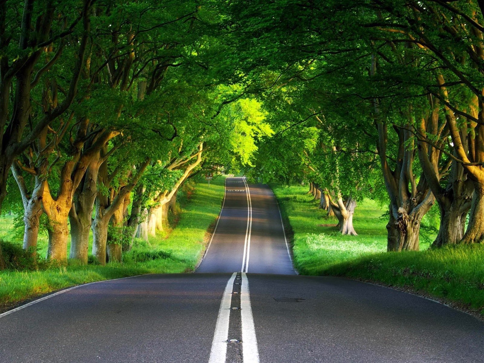 tree, Tunnel Wallpaper