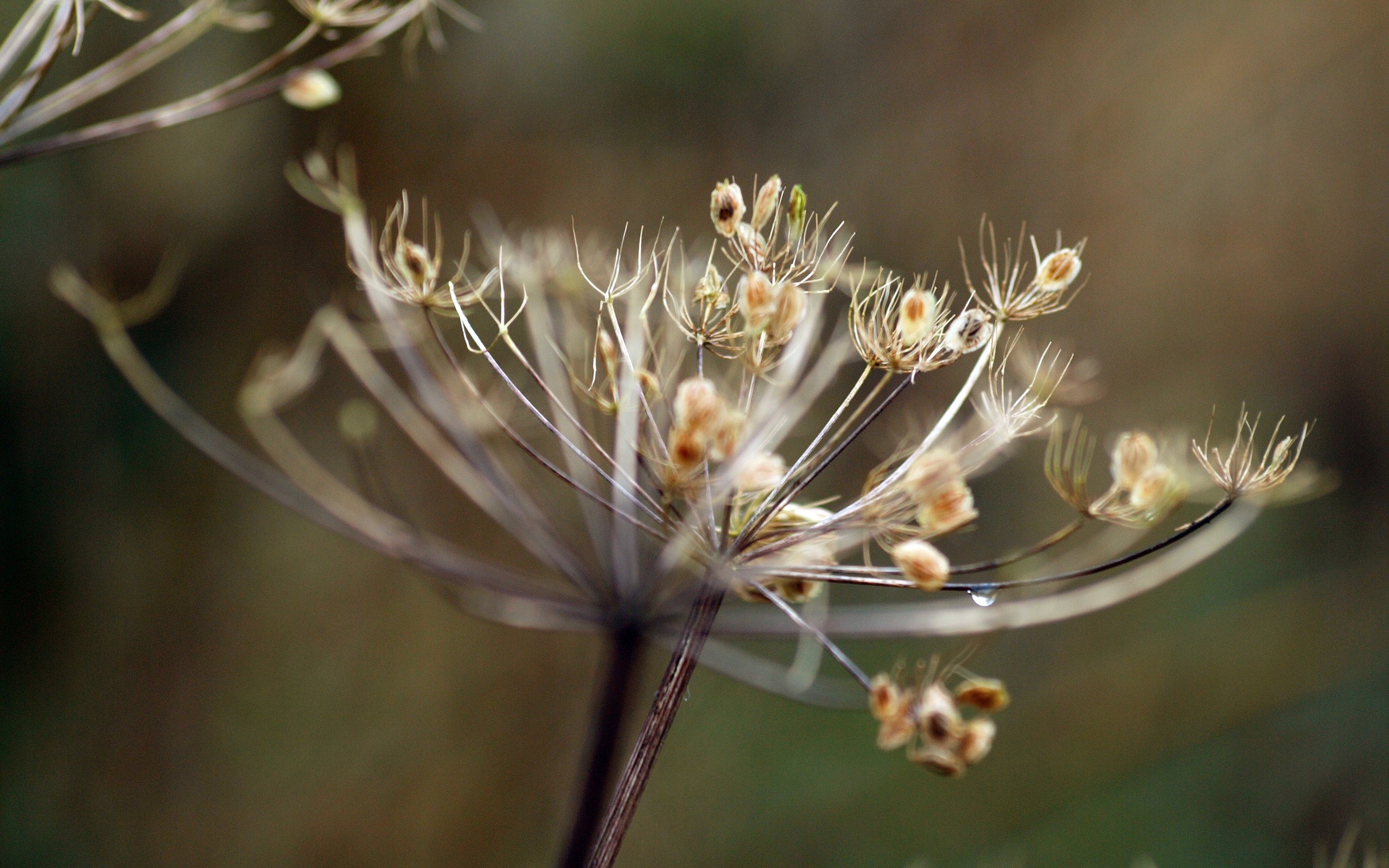 nature, Macro Wallpaper