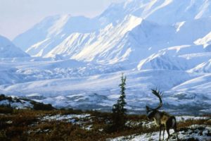 winter, Snow, Elk, Deer, Landscape