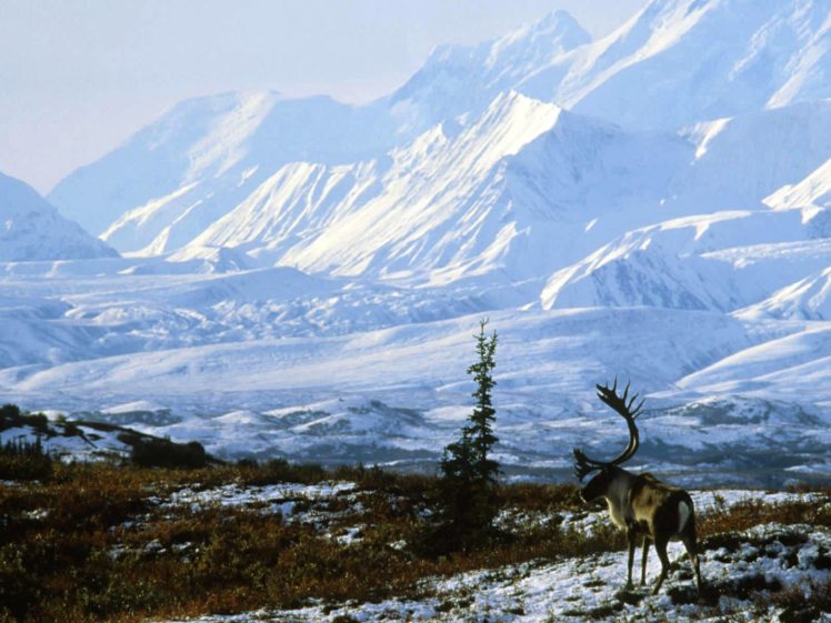 winter, Snow, Elk, Deer, Landscape HD Wallpaper Desktop Background