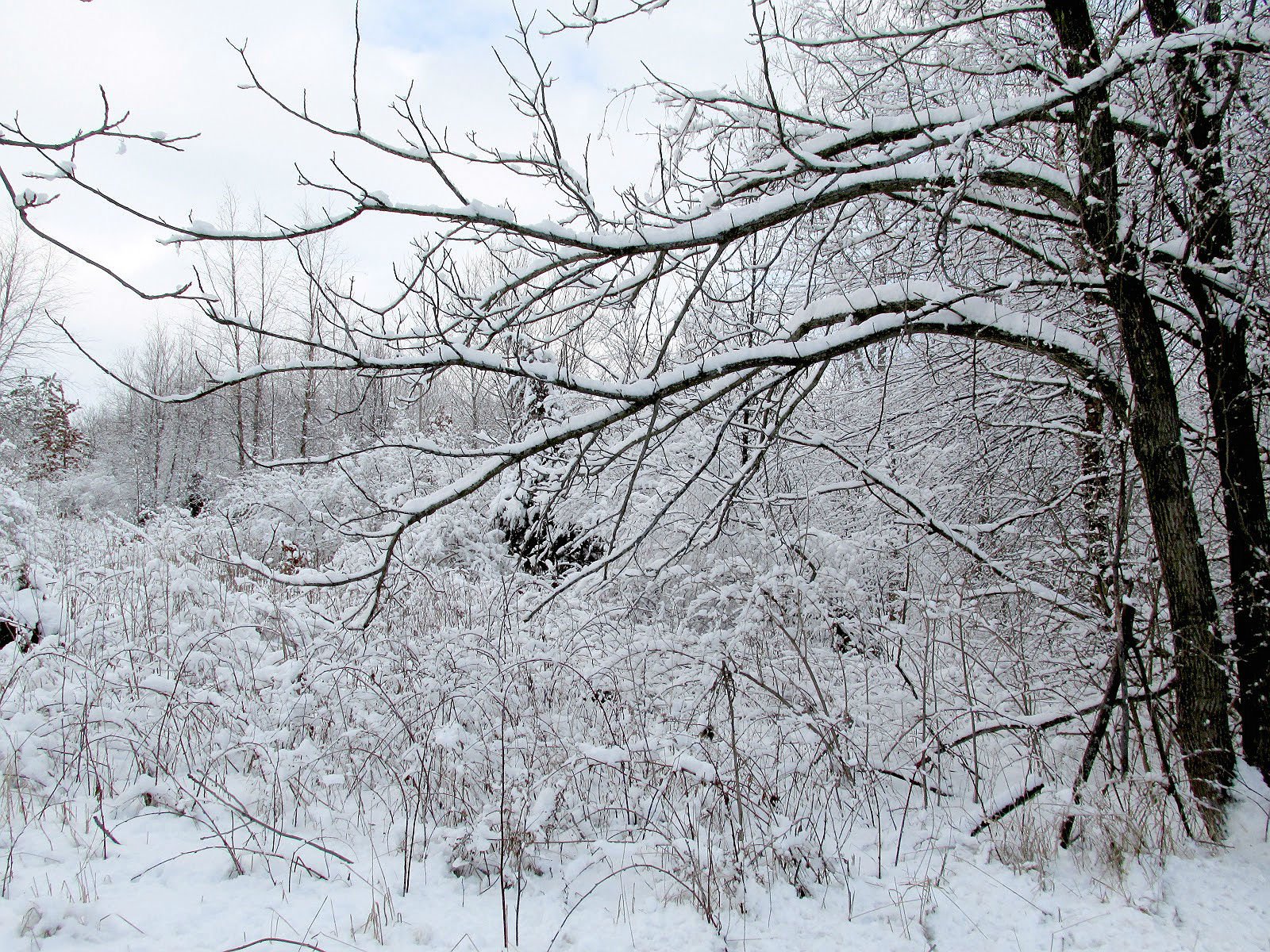 winter, Snow Wallpaper