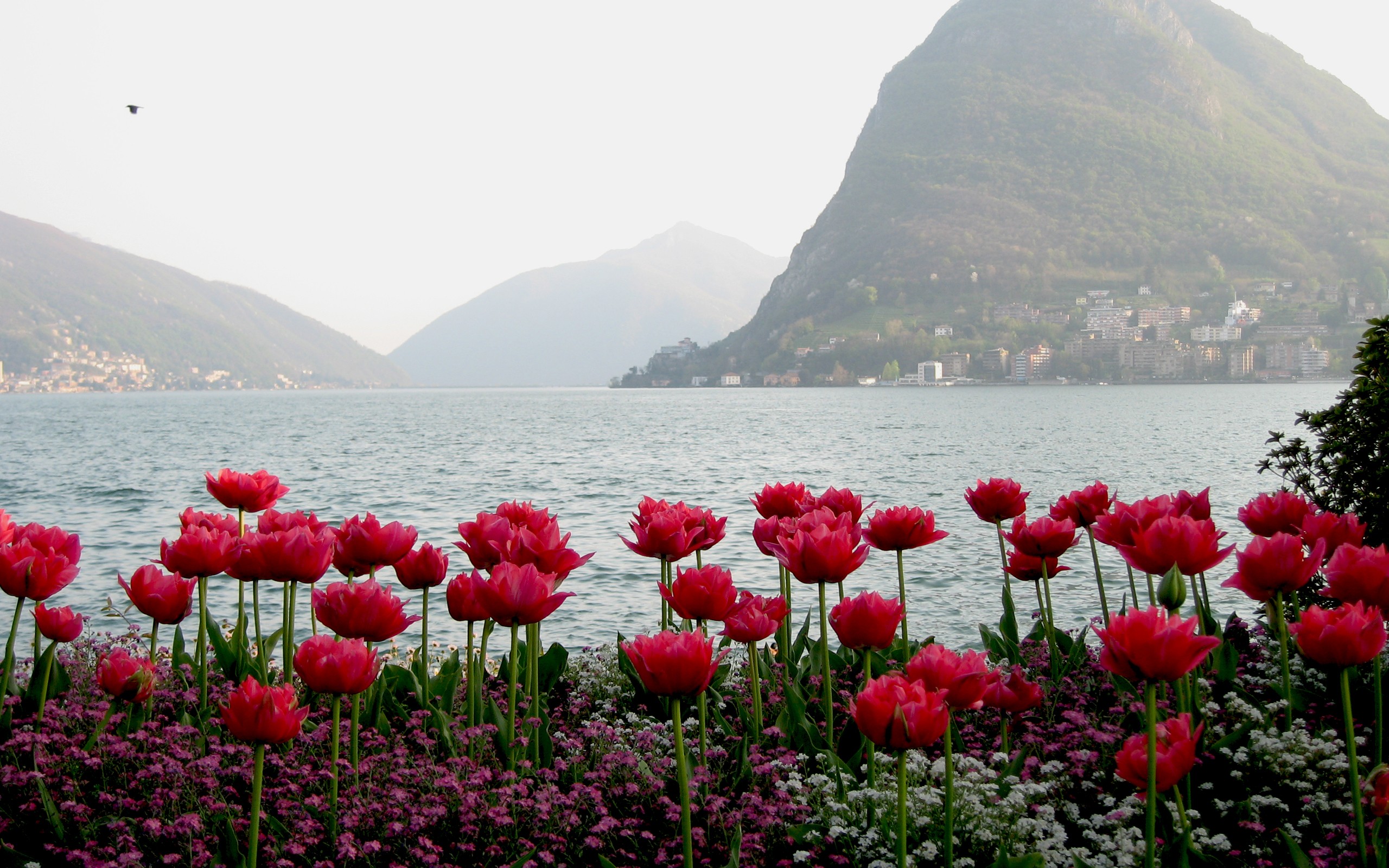 flowers Wallpaper