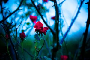 flowers, Plants, Bokeh, Depth, Of, Field, Roses, Branches, Red, Flowers, Thorns