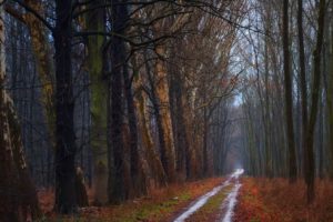 nature, Trees, Forest, Roads, The, Road, Autumn