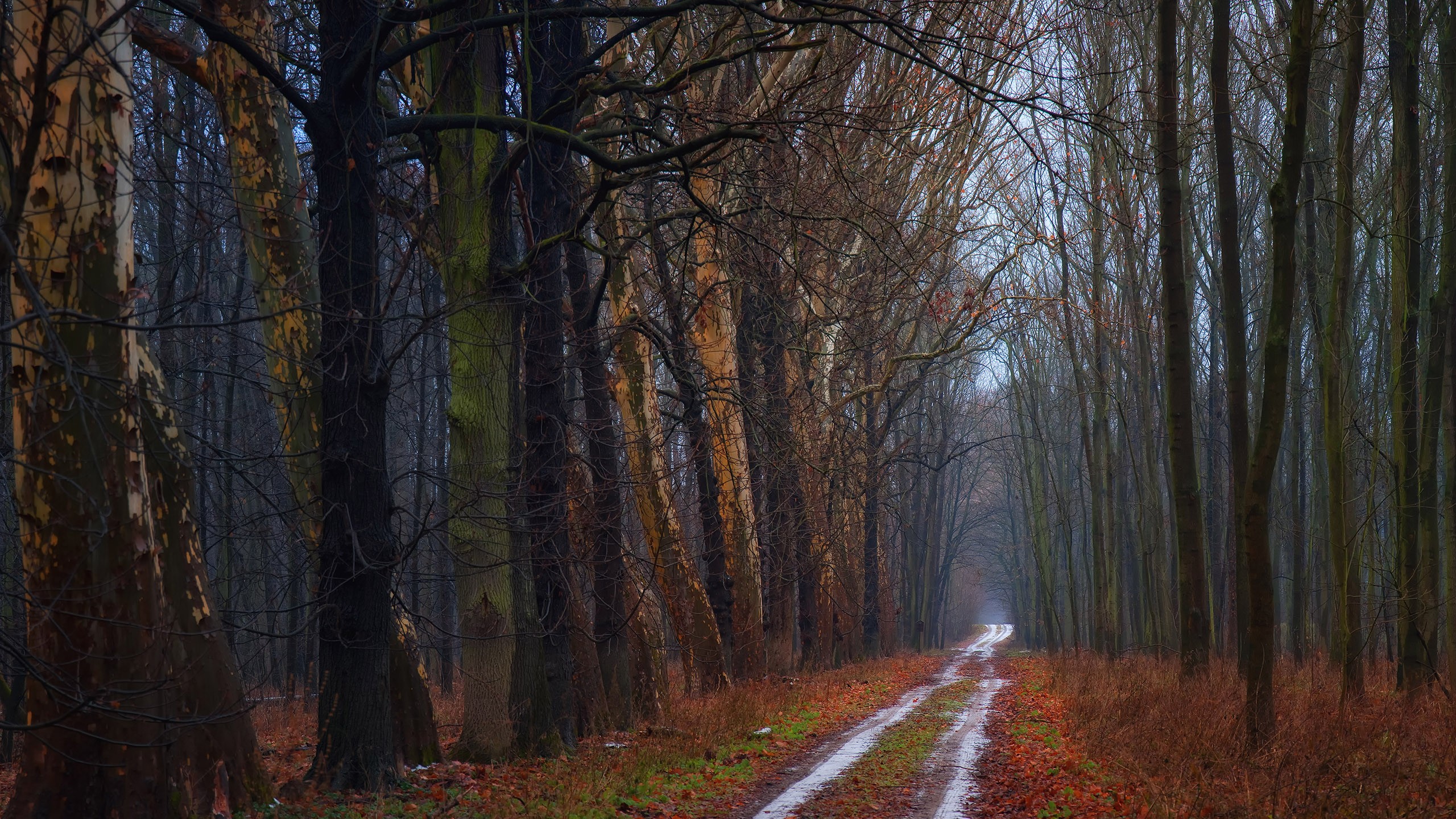 nature, Trees, Forest, Roads, The, Road, Autumn Wallpaper
