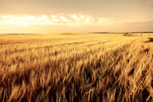 wheat, Landscape