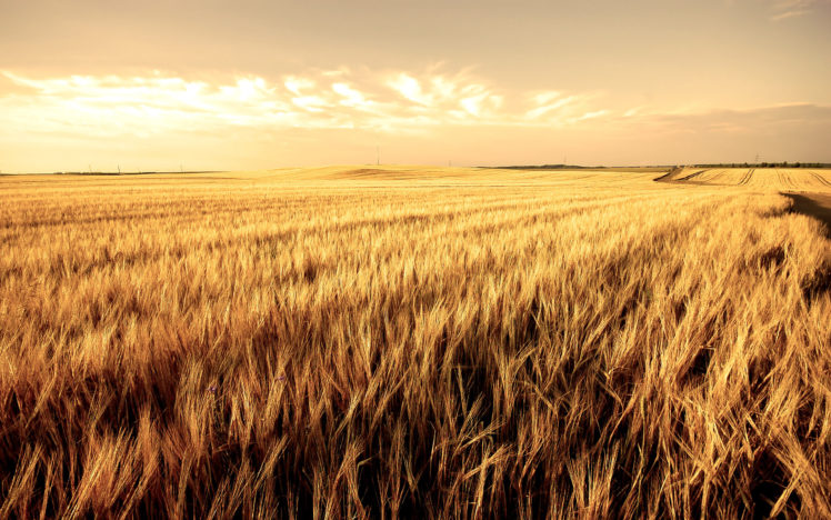 wheat, Landscape HD Wallpaper Desktop Background