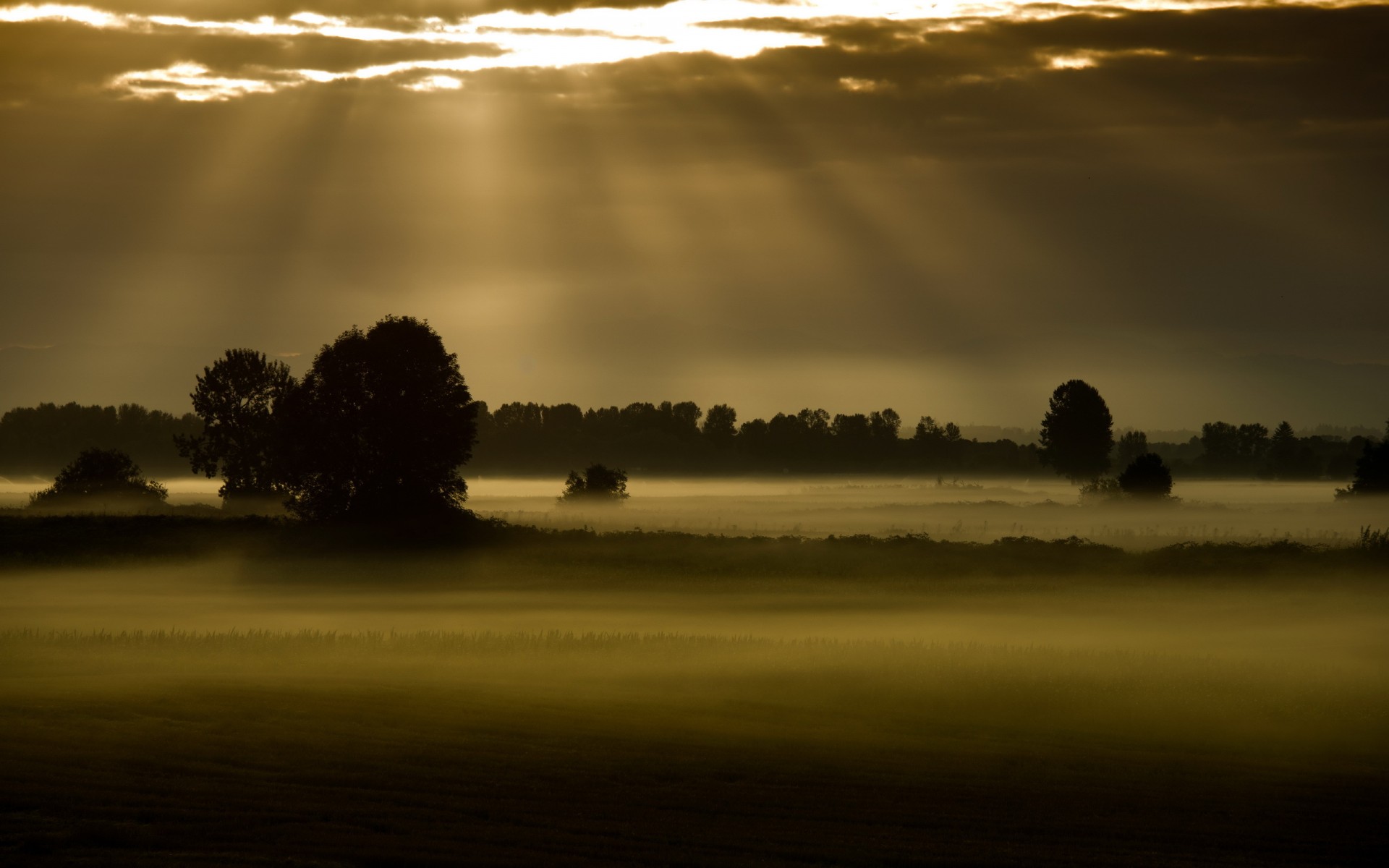 field, Fog, Night, Landscapes, Trees, Mist, Sky, Clouds, Sunlight, Rays, Sunset, Sunrise Wallpaper