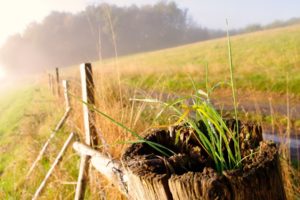 grass, Fence, Close up, Landscapes, Sunrise, Fog, Trees, Fields