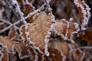 frozen, Leaves