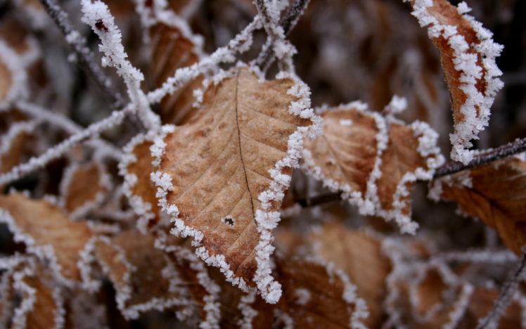 frozen, Leaves HD Wallpaper Desktop Background